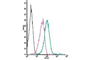 Cell surface detection of NPY1R by direct flow cytometry in live intact human  monocytic leukemia cell line: + Rabbit IgG isotype control-FITC. (NPY1R 抗体  (Extracellular) (FITC))