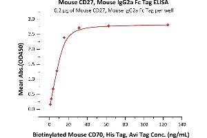 Immobilized Mouse CD27, Mouse IgG2a Fc Tag (ABIN5955007,ABIN6809974) at 2 μg/mL (100 μL/well) can bind Biotinylated Mouse CD70, His Tag, Avi Tag with a linear range of 1-16 ng/mL (QC tested). (CD27 Protein (AA 21-182) (Fc Tag))