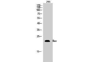 Western Blotting (WB) image for anti-BCL2-Associated X Protein (BAX) (Internal Region) antibody (ABIN3183484) (BAX 抗体  (Internal Region))
