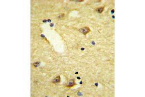 Formalin-fixed and paraffin-embedded human brain tissue reacted with DRD4 Antibody (Center), which was peroxidase-conjugated to the secondary antibody, followed by DAB staining. (DRD4 抗体  (AA 365-391))