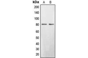 Western blot analysis of BRD3 expression in Saos2 (A), HepG2 (B) whole cell lysates. (BRD3 抗体  (C-Term))