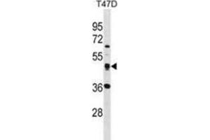 Western blot analysis in T47D cell line lysates (35ug/lane) using SQRDL Antibody . (SQRDL 抗体  (Middle Region))