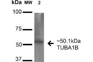 Western blot analysis of Human HeLa cell lysates showing detection of 50. (alpha Tubulin 抗体  (Biotin))