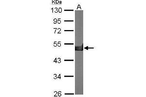 WB Image Sample (50 ug of whole cell lysate) A: Mouse brain 10% SDS PAGE antibody diluted at 1:10000 (CKB 抗体)