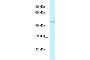 Western Blot showing Tmem184b antibody used at a concentration of 1.