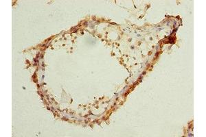 Immunohistochemistry of paraffin-embedded human testis tissue using ABIN7151487 at dilution of 1:100