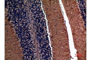 Immunohistochemistry (IHC) analysis of paraffin-embedded Mouse Brain, antibody was diluted at 1:100. (alpha Fetoprotein 抗体  (Internal Region))