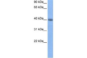 WB Suggested Anti-RBM9 Antibody Titration:  0. (RBM9 抗体  (N-Term))