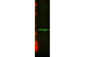 CENP A U2OS lysate 1 in 1000. (CENPA 抗体)