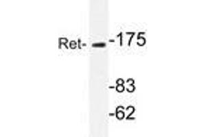 Western blot analyzes of Ret antibody in extracts from K562 cells. (Ret Proto-Oncogene 抗体)