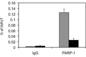PARP-1 N-terminal antibody tested by ChIP analysis. (PARP1 抗体  (N-Term))