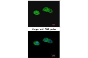 ICC/IF Image Immunofluorescence analysis of paraformaldehyde-fixed A431, using RISC, antibody at 1:200 dilution. (SCPEP1 抗体)