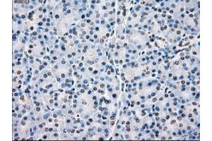 Image no. 5 for anti-P450 (Cytochrome) Oxidoreductase (POR) antibody (ABIN1497747) (POR 抗体)