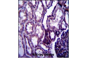 IGF1 Antibody (C-term) (ABIN658020 and ABIN2837861) immunohistochemistry analysis in formalin fixed and paraffin embedded human kidney tissue followed by peroxidase conjugation of the secondary antibody and DAB staining.