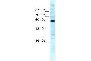 WB Suggested Anti-POLR2B Antibody Titration:  5ug/ml  Positive Control:  HepG2 cell lysate (POLR2B 抗体  (N-Term))