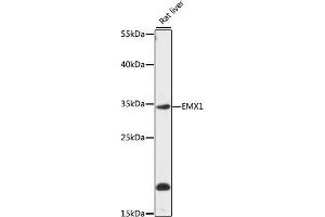 Western blot analysis of extracts of rat liver, using EMX1 antibody (ABIN7266935) at 1:1000 dilution.
