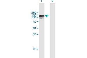 Western Blot analysis of HELLS expression in transfected 293T cell line by HELLS MaxPab polyclonal antibody. (HELLS 抗体  (AA 1-838))