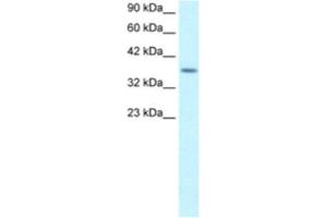 Western Blotting (WB) image for anti-Ribosomal Protein S16 (RPS16) antibody (ABIN2460744) (RPS16 抗体)