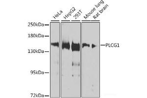 Western blot analysis of extracts of various cell lines using PLCG1 Polyclonal Antibody at dilution of 1:1000. (Phospholipase C gamma 1 抗体)