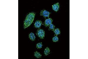Confocal immunofluorescent analysis of IRF9 Antibody (N-term) (ABIN655818 and ABIN2845242) with Hela cell followed by Alexa Fluor 488-conjugated goat anti-rabbit lgG (green). (IRF9 抗体  (AA 75-104))