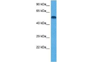 Host:  Rat  Target Name:  TUBB2A  Sample Tissue:  Rat Brain  Antibody Dilution:  1ug/ml (TUBB2A 抗体  (N-Term))