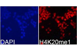Immunofluorescence analysis of 293T cell using H4K20me1 antibody.