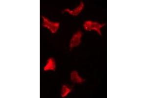 ABIN6276120 staining HepG2 by IF/ICC. (OR13H1 抗体  (C-Term))