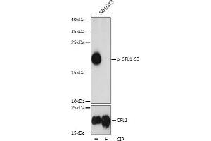 Western blot analysis of extracts of NIH/3T3 cells, using Phospho-CFL1-S3 pAb (ABIN3019727, ABIN3019728, ABIN3019729 and ABIN1681472) at 1:1000 dilution or CFL1 antibody (ABIN6134284, ABIN6138463, ABIN6138464 and ABIN6218805). (Cofilin 抗体  (pSer3))