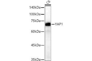 Western blot analysis of extracts of C6 cells, using Y antibody (ABIN7271418) at 1:20000 dilution. (YAP1 抗体)