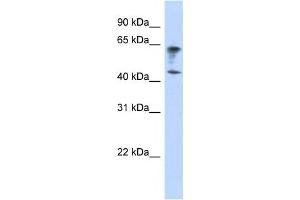 Western Blotting (WB) image for anti-Immunoglobulin Superfamily, Member 11 (IGSF11) antibody (ABIN2458883)