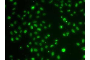 Immunofluorescence analysis of A-549 cells using POU6F1 antibody. (POU6F1 抗体  (AA 1-301))