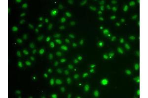 Immunofluorescence analysis of A-549 cells using POU6F1 antibody. (POU6F1 抗体  (AA 1-301))