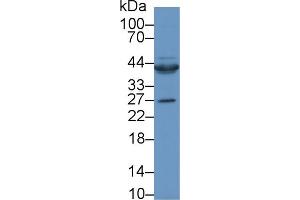 Western Blot; Sample: Rat Heart lysate; Primary Ab: 1µg/ml Rabbit Anti-Human CTGF Antibody Second Ab: 0. (CTGF 抗体  (AA 80-200))