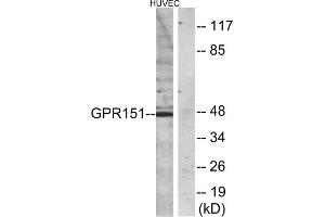 Western blot analysis of extracts from HUVEC cells, using GPR151 antibody. (GPR151 抗体  (C-Term))