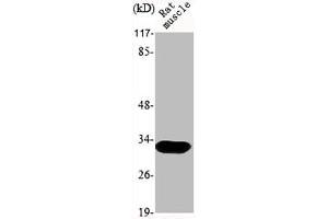 Western Blot analysis of RAT-MUSCLE cells using MOX-2 Polyclonal Antibody (MEOX2 抗体  (Internal Region))