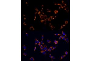 Immunofluorescence analysis of PC-12 cells using PREB Rabbit mAb (ABIN7269547) at dilution of 1:50 (40x lens). (PREB 抗体)