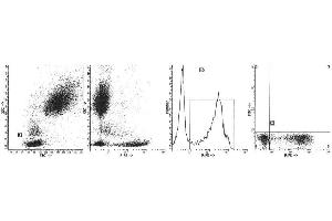 Image no. 1 for anti-Protein tyrosine Phosphatase, Receptor Type, C (PTPRC) antibody (PE) (ABIN1106406) (CD45 抗体  (PE))