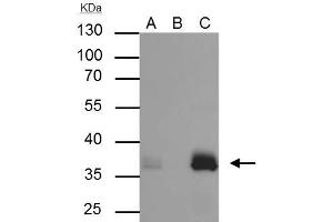 Immunoprecipitation (IP) image for anti-Apolipoprotein E (APOE) (C-Term) antibody (ABIN2857040)