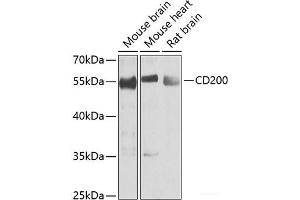 Western blot analysis of extracts of various cell lines using CD200 Polyclonal Antibody at dilution of 1:1000. (CD200 抗体)