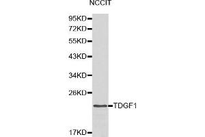 Western blot analysis of NCCIT cell lysate using TDGF1 antibody. (TDGF1 抗体  (AA 1-188))