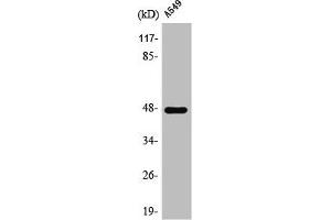Western Blot analysis of A549 cells using PSK-H1 Polyclonal Antibody (PSKH1 抗体  (Internal Region))