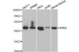 Western blot analysis of extracts of various cell lines, using RRM2 antibody. (RRM2 抗体  (AA 1-389))