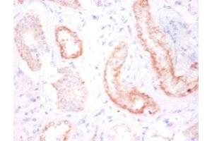 Immunohistochemistry of paraffin-embedded human kidney tissue using ABIN7146207 at dilution of 1:50 (Cadherin 12 抗体  (AA 56-605))