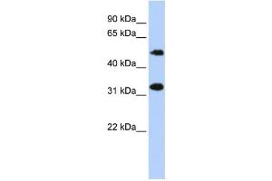 Western Blotting (WB) image for anti-Chromosome 6 Open Reading Frame 150 (C6orf150) antibody (ABIN2459547) (C6orf150 抗体)