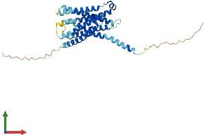 Protein Structure (PS) image for MAS-Related GPR, Member X3 (MRGPRX3) (AA 1-322) protein (His tag) (ABIN7549463)