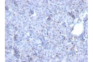 Formalin-fixed, paraffin-embedded human Pancreas stained with AKT1 Mouse Monoclonal Antibody (AKT1/2784). (AKT1 抗体  (AA 85-189))