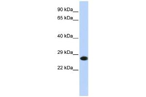 PSMA2 antibody used at 1 ug/ml to detect target protein. (PSMA2 抗体)