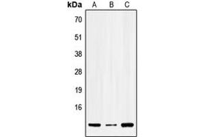 Western blot analysis of SERP1 expression in HEK293T (A), Raw264. (SERP1 抗体  (N-Term))