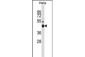 NONO Antibody (N-term) (ABIN657703 and ABIN2846694) western blot analysis in Hela cell line lysates (35 μg/lane). (NONO 抗体  (N-Term))