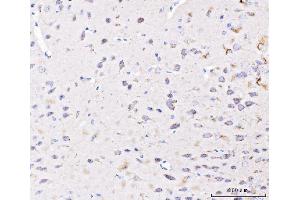 IHC analysis of PLD3 using anti-PLD3 antibody (ABIN7599439).
